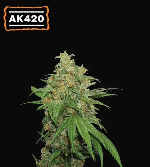 AK420 Auto