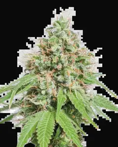 AK420