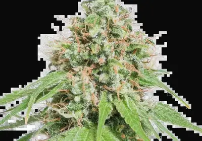 AK420