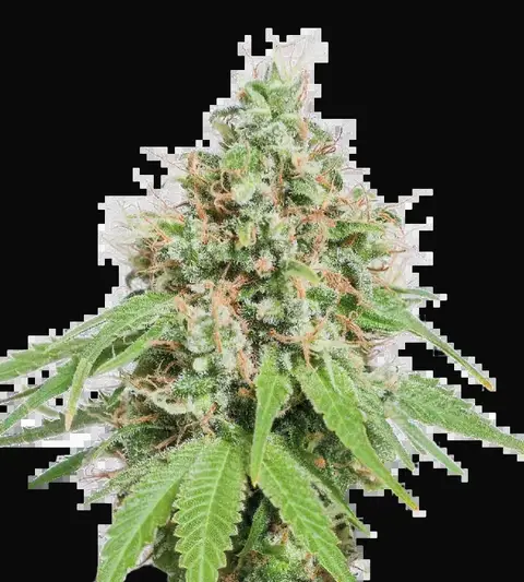 AK420