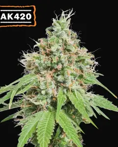 AK420