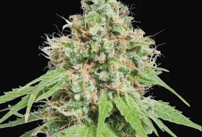AK420