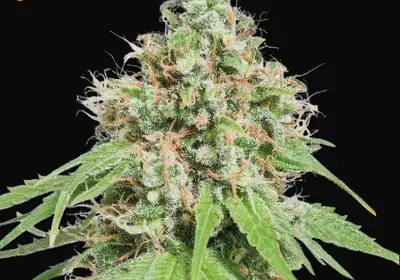 AK420