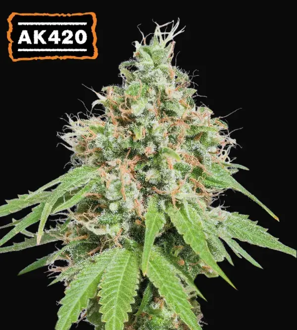 AK420