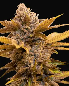 Alien Candy Kush Fast