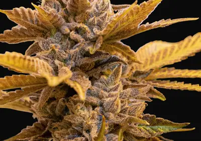 Alien Candy Kush Fast