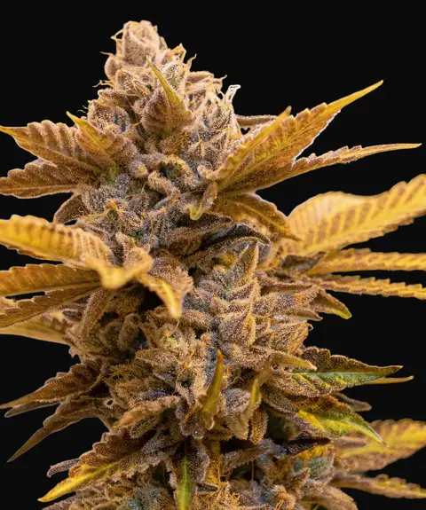 Alien Candy Kush Fast