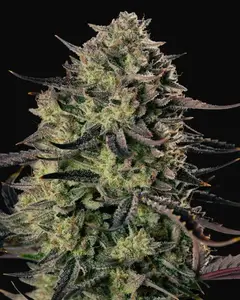 Alien Gas XXL Auto