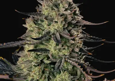 Alien Gas XXL Auto