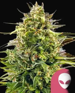 Alien OG