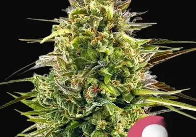Alien OG