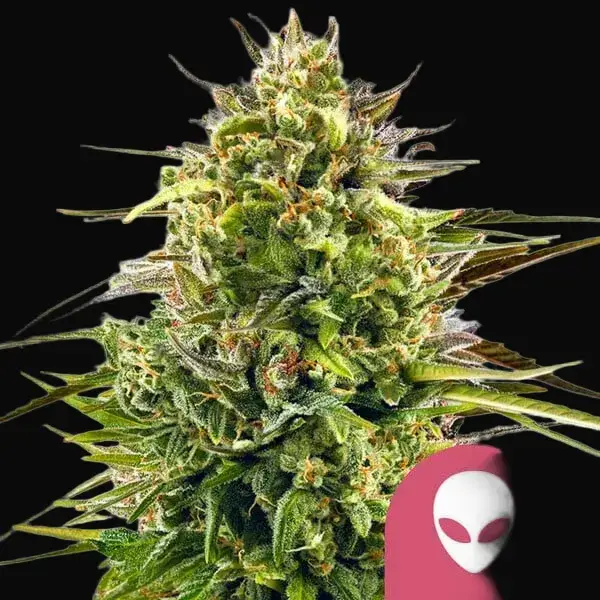 Alien OG