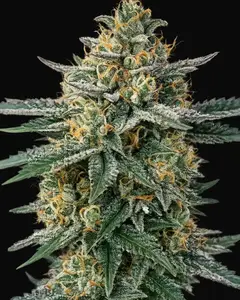 Alien OG