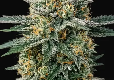 Alien OG