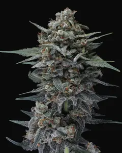 Alien Snack Auto