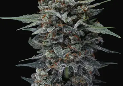 Alien Snack Auto