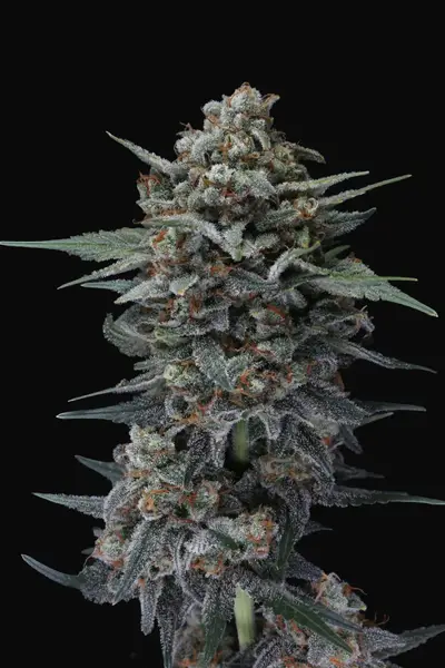 Alien Snack Auto
