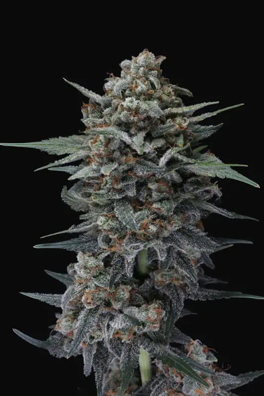 Alien Snack Auto