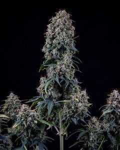 Alien vs Triangle Auto