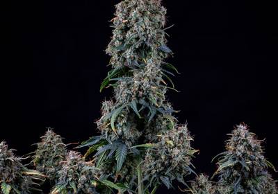 Alien vs Triangle Auto
