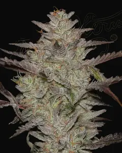AlienZ Auto