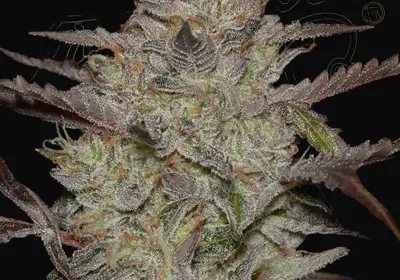 AlienZ Auto