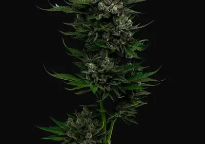 All Gas OG