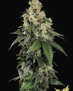 AllKush