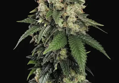 AllKush