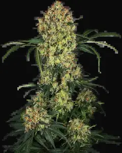 Aloha OG Feminized