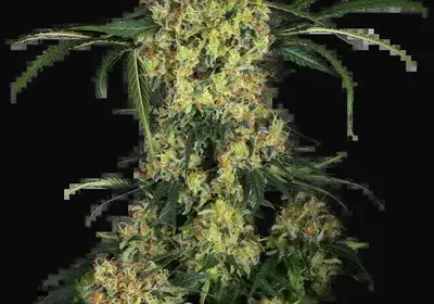 Aloha OG Feminized