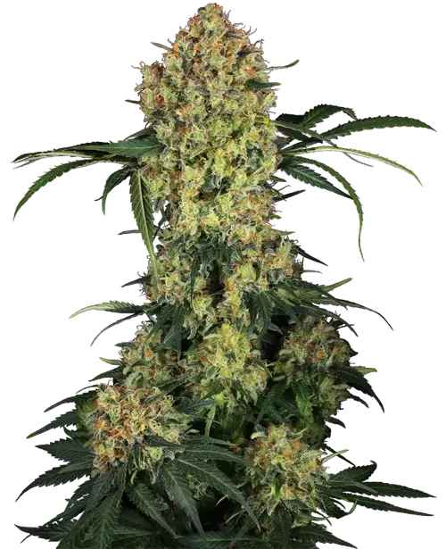 Aloha OG Feminized