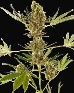 Alpine Delight CBD Automatic