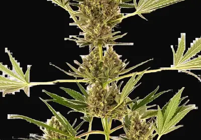Alpine Delight CBD Automatic