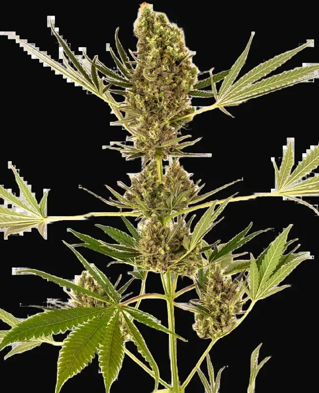 Alpine Delight CBD Automatic
