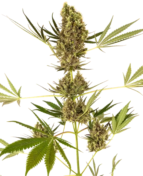 Alpine Delight CBD Automatic