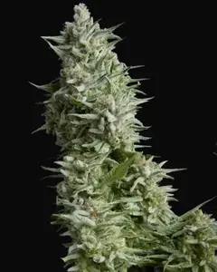 Alpujarreña