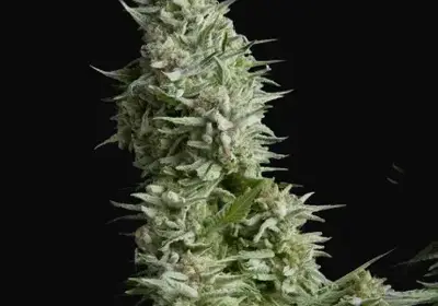 Alpujarreña