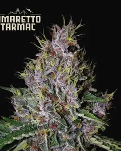 Amaretto Tarmac Auto