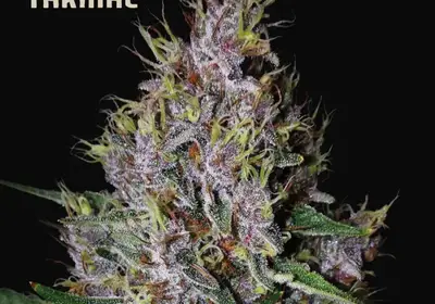 Amaretto Tarmac Auto