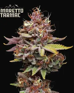 Amaretto Tarmac
