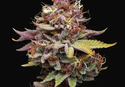 Amaretto Tarmac