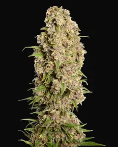 Amazing Haze
