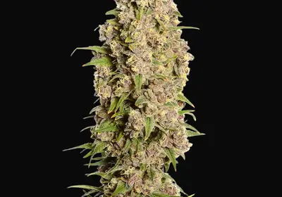 Amazing Haze