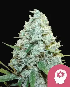 AMG – Amnesia Mac Ganja