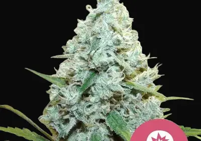 AMG – Amnesia Mac Ganja