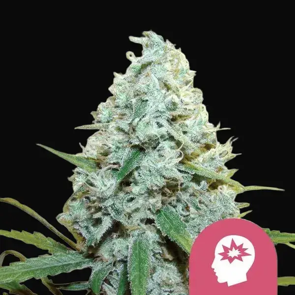AMG – Amnesia Mac Ganja