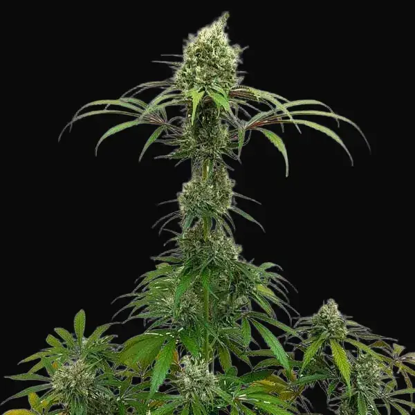 AMG – Amnesia Mac Ganja — zdjęcie 3