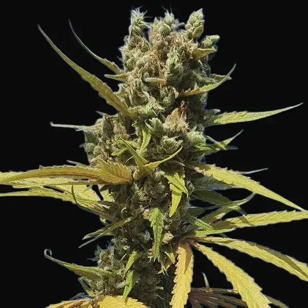AMG – Amnesia Mac Ganja — zdjęcie 6