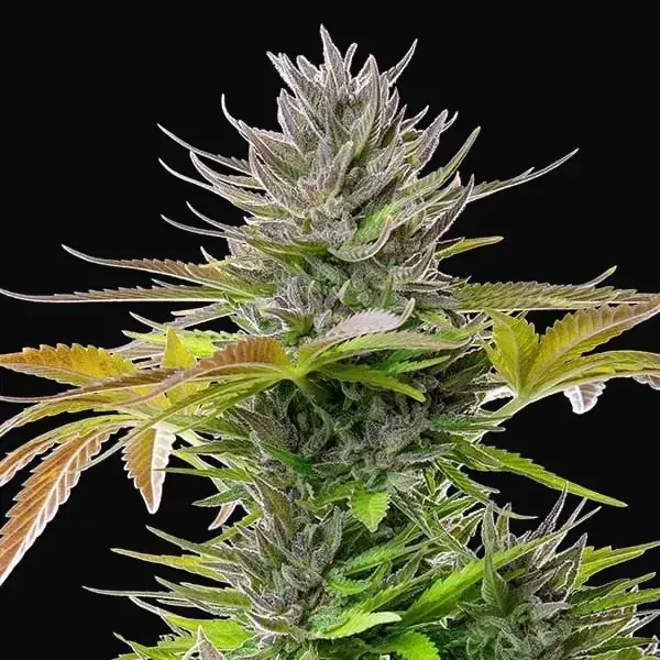 AMG – Amnesia Mac Ganja — zdjęcie 4